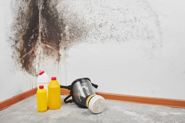Best Mold Testing  in Dover, AR