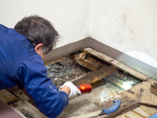 Best Emergency Mold Removal  in Dover, AR