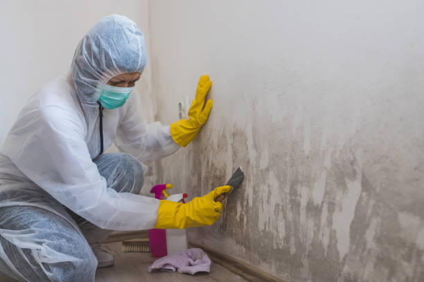 Best Professional Mold Removal  in Dover, AR