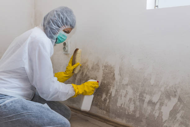 Best Commercial Mold Removal  in Dover, AR