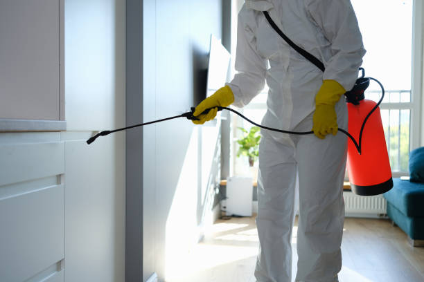 Best Certified Mold Removal  in Dover, AR