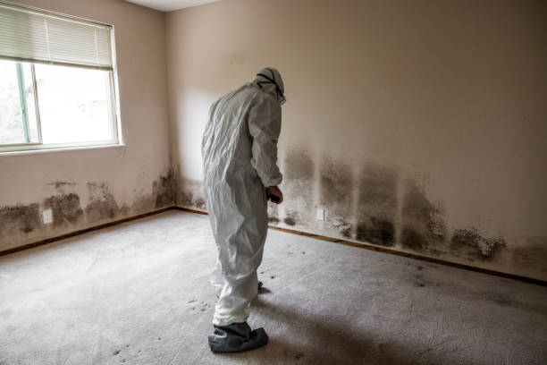 Best Black Mold Removal  in Dover, AR