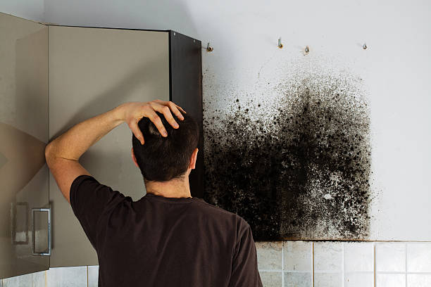 Best Fast Mold Removal  in Dover, AR